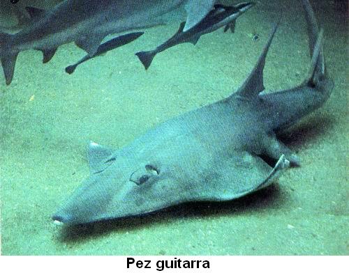 Pez guitarra.jpg